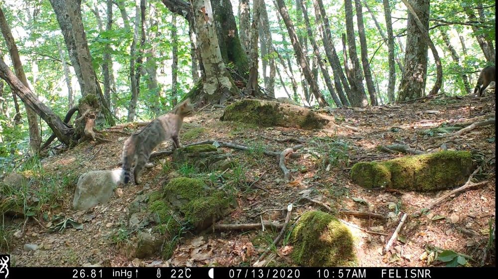 Femmina con cuccioli