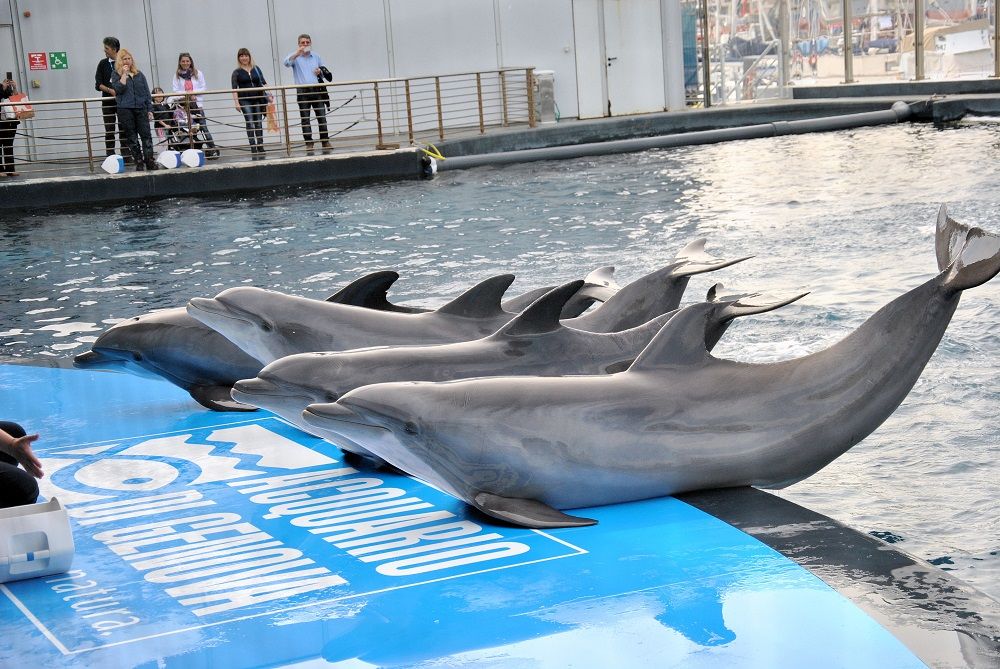 L’Acquario di Genova
