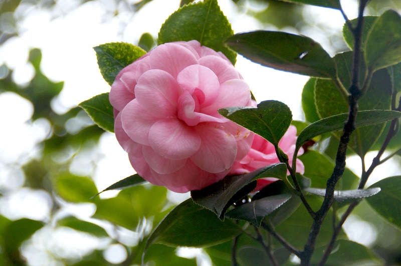 Camelia