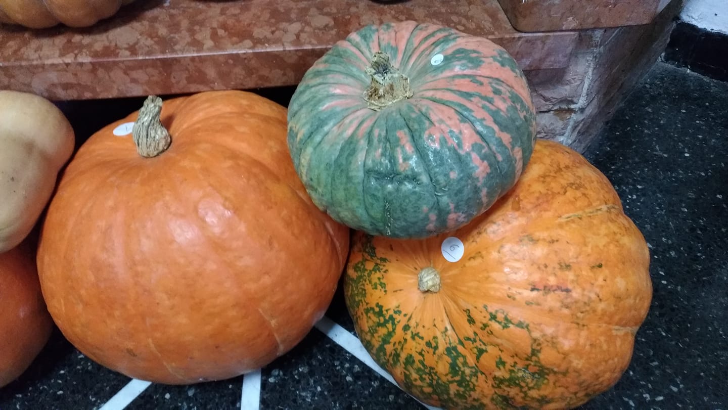 Zucche in mostra a Murta (GE)