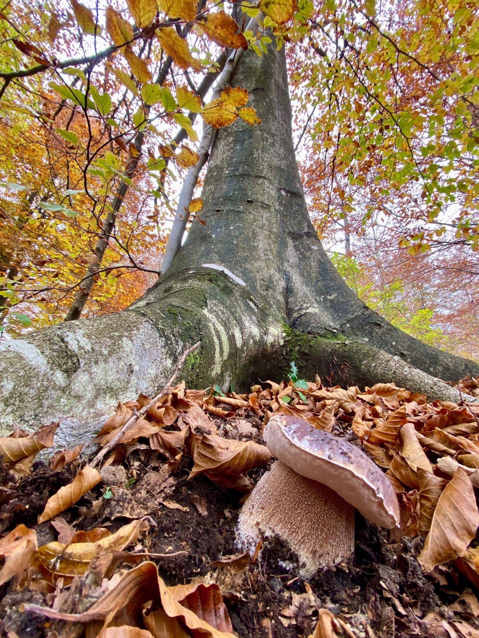 Autunno nel parco del Beigua