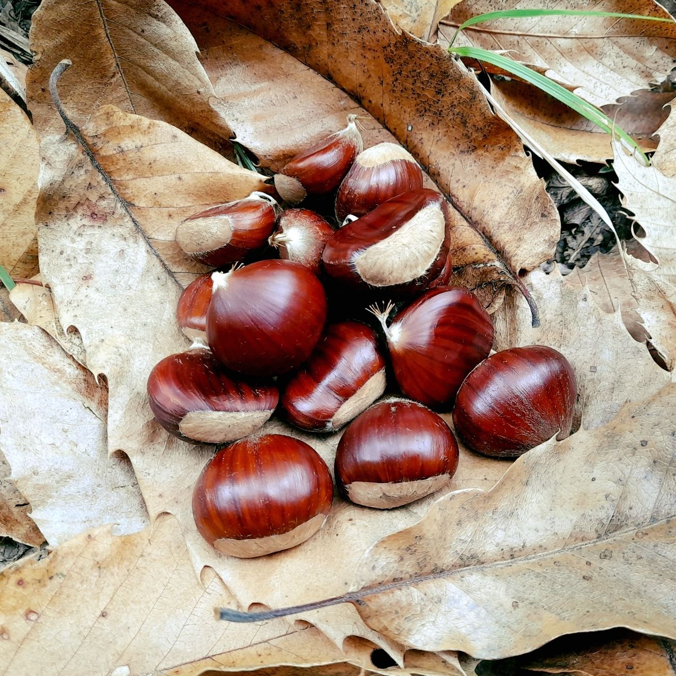 Castagne nel parco Alpi Liguri