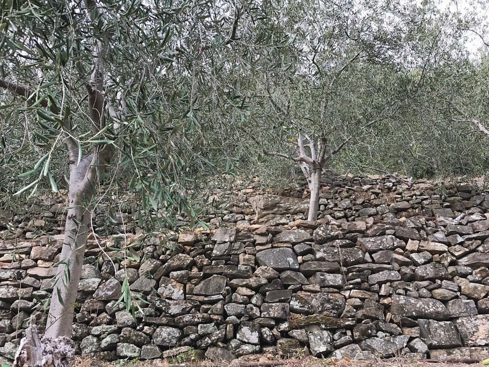 Muretti a secco in Liguria