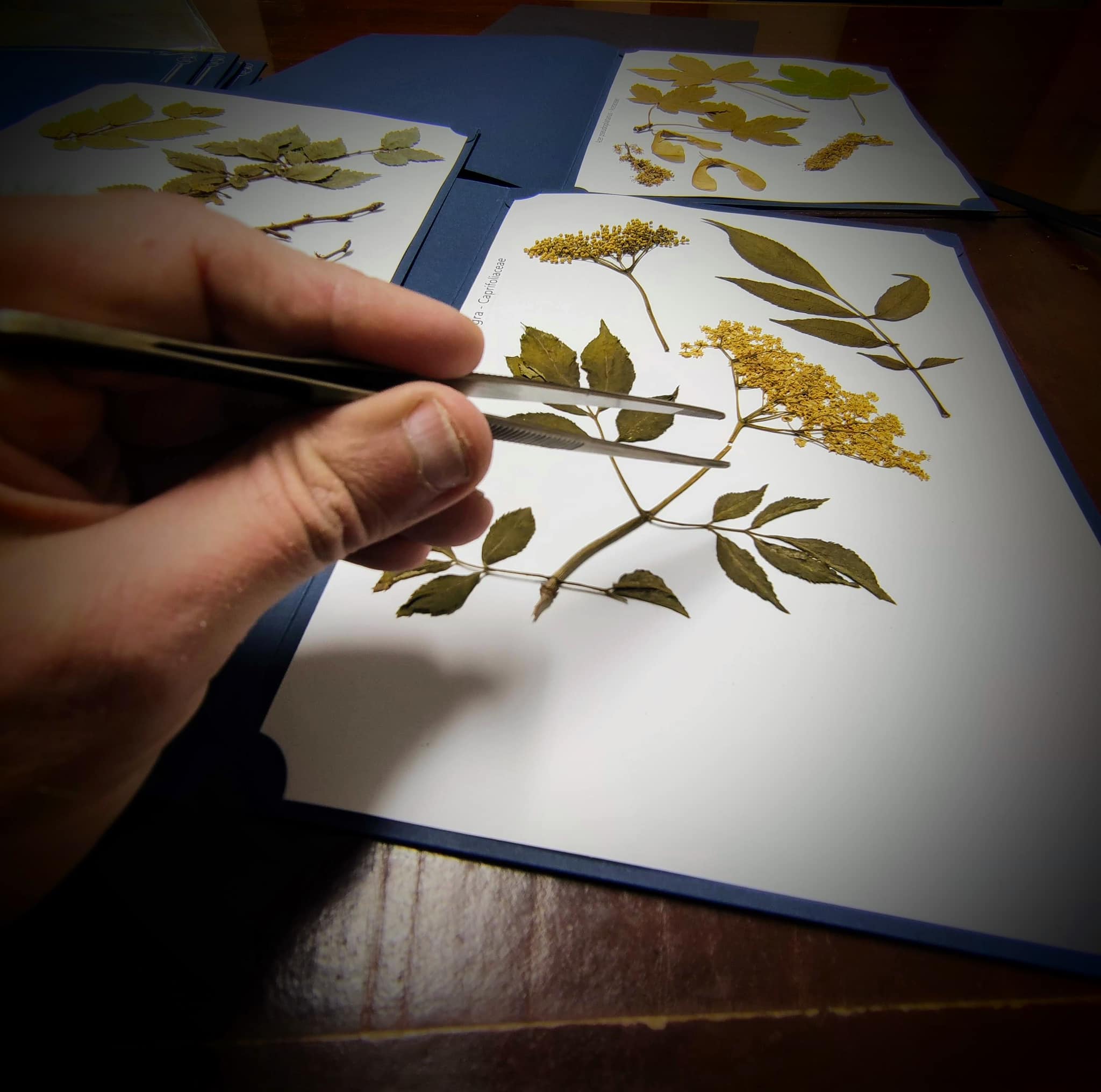 Biodiversità in erbario